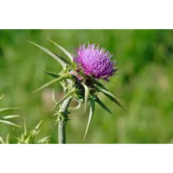 Milk Thistle